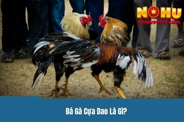 Đá Gà Cựa Dao - Cơ Hội Kiếm Tiền Cho Những Người Tham Gia 2 Đá Gà Cựa Dao Là Gì?